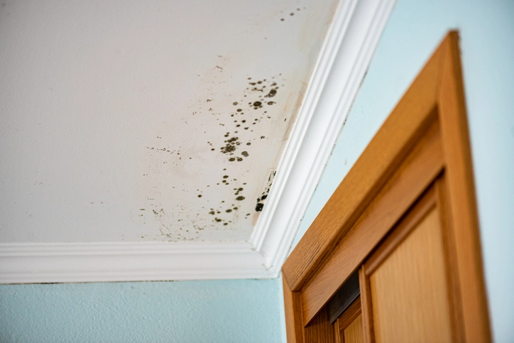 Mold concern after water damage and delayed drying in Denver